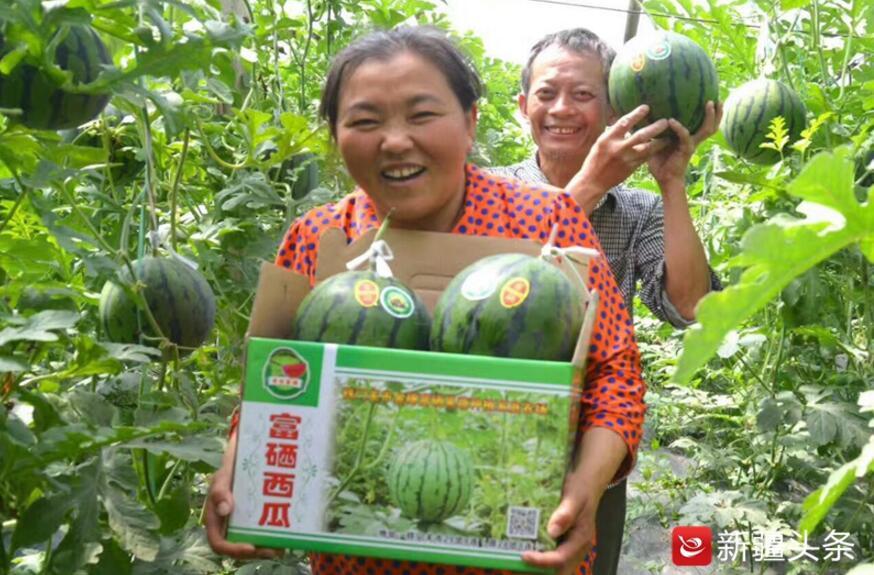 方形西瓜能申请专利吗方形西瓜能否申请专利？解析知识产权与你我息息相关